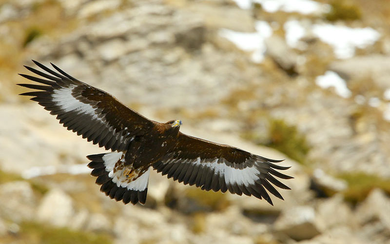 crop Aigle royal immature