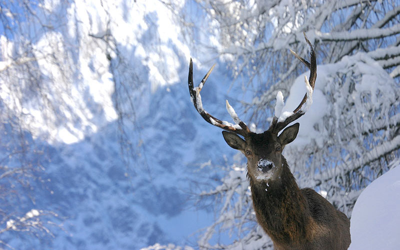 crop Cerf neige