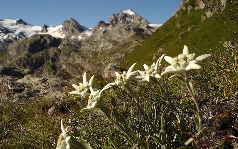 crop Edelweiss (1)