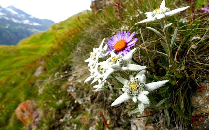 crop Edelweiss (3)