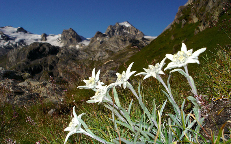 crop Edelweiss