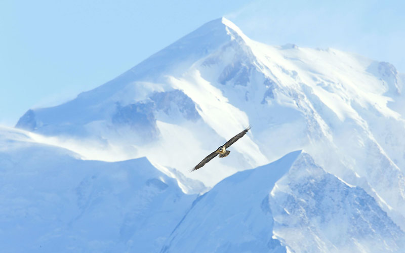 crop Gypaète Mont Blanc