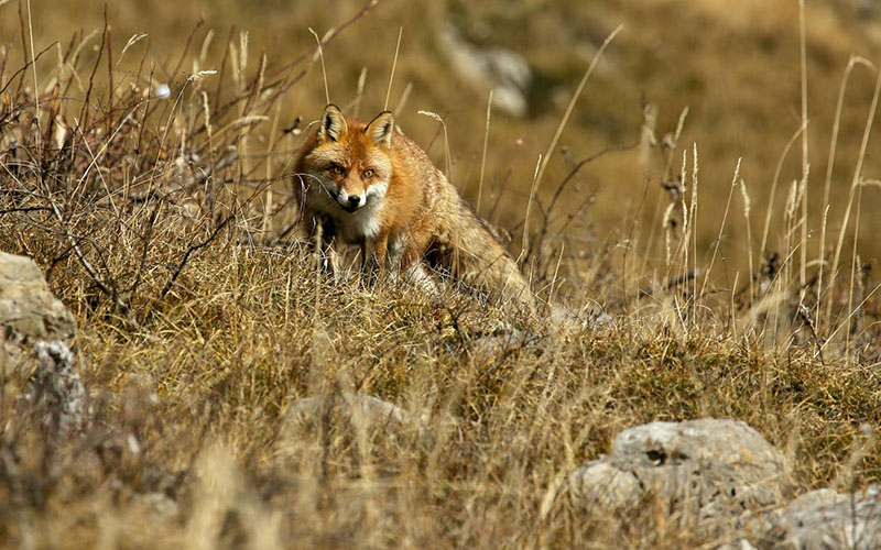 crop Renard approche