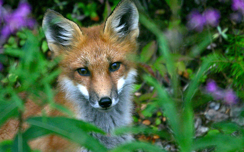 crop Renard de face