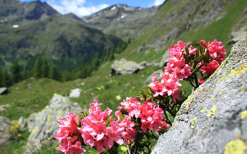 crop Rhododendron